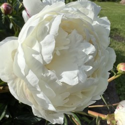 Perette IMG_2064